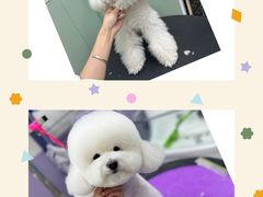 -唐小姐の私宠·宠物洗护美容·撸猫馆·购宠(周浦万达旗舰店)