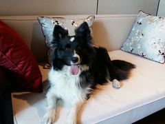 -上海崇明金茂凯悦酒店