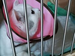 -谐和贝康宠物医院24小时·宠保定点(急重症转诊中心)