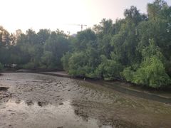 -大亚湾红树林城市湿地公园