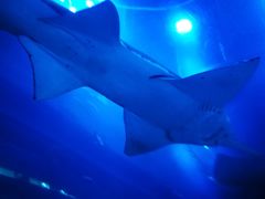 -迪拜水族馆及水下动物园