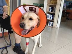 -瑞派福兴宠物医院犬猫全科·骨科·中西医结合(河东店)