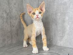 -小猫来了·猫舍(红山六九七九店)