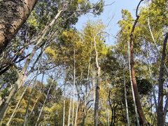 -上海佘山国家森林公园天马山园