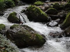 -莫里热带雨林景区