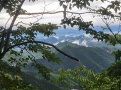 -天目山大树王景区