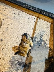 -未来动物城动物主题公园(大悦城店)