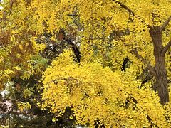 -三里屯东五街银杏大道