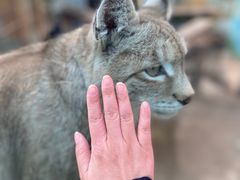 -青藏高原野生动物园
