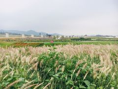 -光明小镇欢乐田园