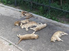 -大连森林动物园