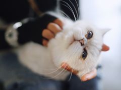 -喵屿·大理花园猫咖