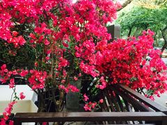 -T館·花园艺术餐厅