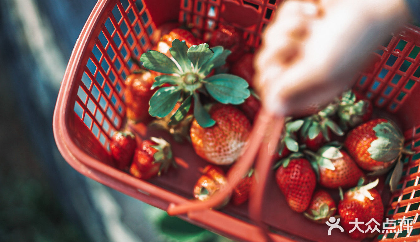 冬日里的草莓🍓｜惠州水口