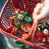 冬日里的草莓🍓｜惠州水口