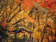 -光雾山旅游景区