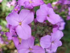 -武汉紫薇都市田园