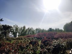-莲花池公园