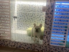 -FAELING PETS美天灵宠物(富力广场店)
