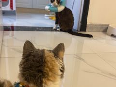 -山宅一喵德文卷毛猫舍
