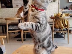 -平行世界·猫咖(首经贸店)