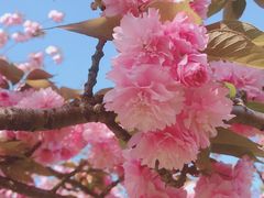 -高东镇樱花园