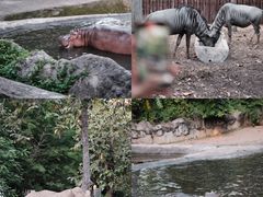 -清迈夜间动物园