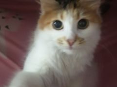 -宠物星动物医院·眼科·异宠·猫科(江南大道总院)