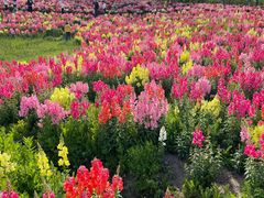 -春花秋色城市公园