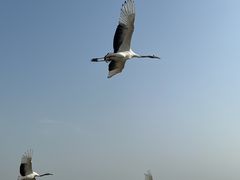 -盐城丹顶鹤湿地生态旅游区