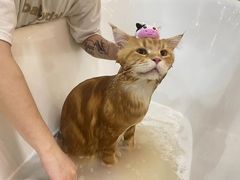 -momokira米努特·德文卷毛猫·棉花面纱犬