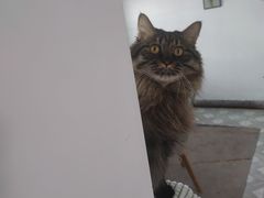 -米苏动物医院·犬猫专科·骨科外科内窥镜