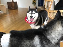 -Husky Go! 哈士奇体验馆·宠物咖啡厅狗咖