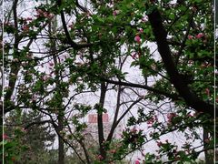 -海棠花溪(元大都城垣遗址公园)