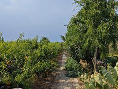 -樂桃源奉贤黄桃种植采摘基地
