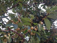 iphone_upload_pic-阳台山自然风景区