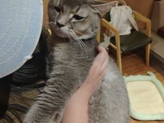 -MOCHA明星猫咖(田子坊店)