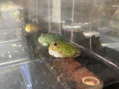 -酷以爬仙阁实体爬宠店·守宫·蜥蜴·专业繁育