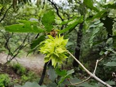 -阳台山自然风景区