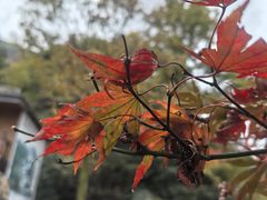 -藏龙百瀑风景区