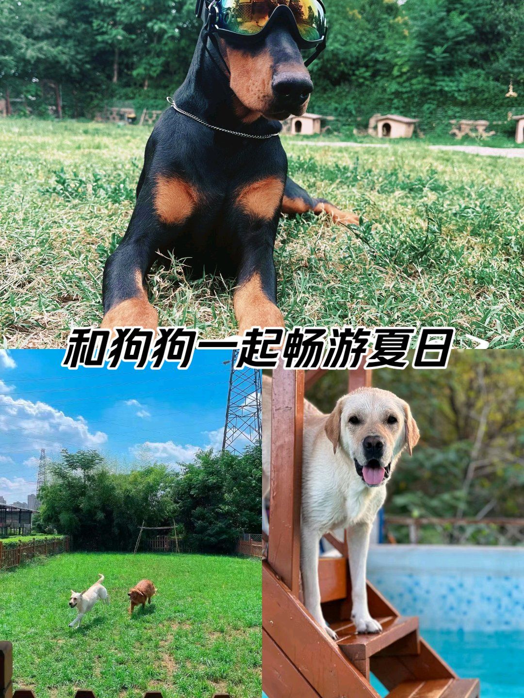咸阳狗狗寄养首选