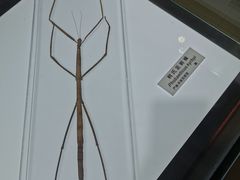 -上海昆虫博物馆