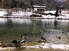 -柯尼希湖