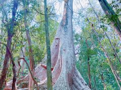 -中国科学院西双版纳热带植物园
