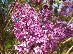 -大兴滨河森林公园