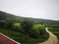 -龙寺生态园