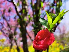 -南汇桃花村