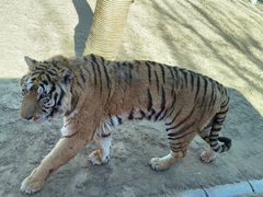 -北京野生动物园