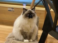 -滚猫咖啡·猫咖·猫友好撸猫(未来城店)