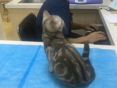 -芭比堂动物医院·犬猫全科·异宠专科(雁塔分院)